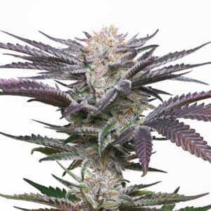 Seniors need cannabis