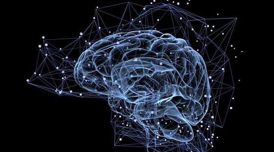 brain brain