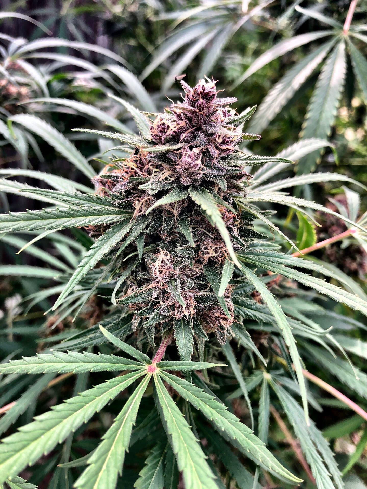 backyard11