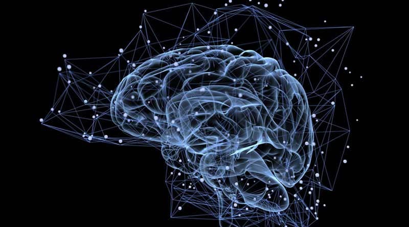 brain